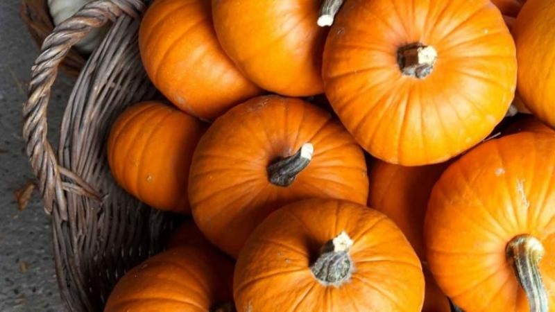 Exportaciones peruanas de calabazas se contraen 64% tanto en volumen como en valor en la primera mitad de 2022