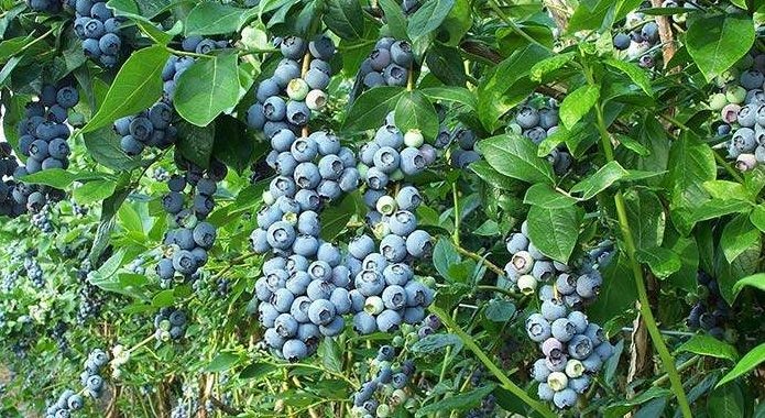 Marruecos intensifica sus ventas agrícolas a la UE mientras se reducen las españolas