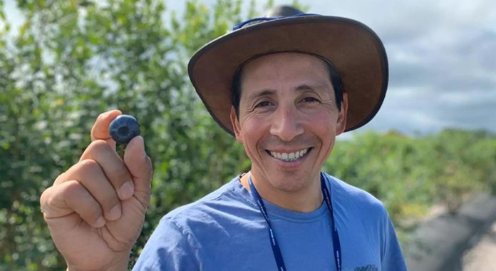 Las pruebas de sabor ayudan a los científicos de la Universidad de Florida a cultivar mejores arándanos