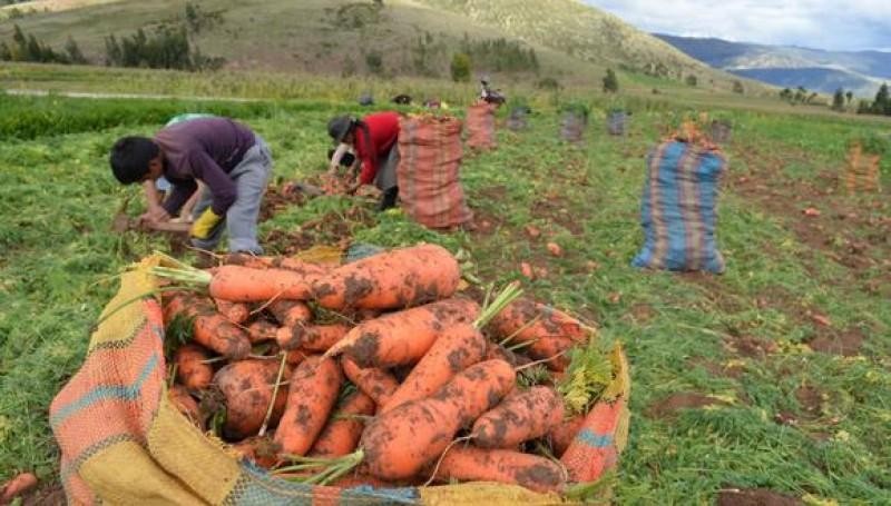 Perú: Valor de la producción agropecuaria alcanzó los S/ 14.285 millones en el primer semestre del 2022, registrando un incremento del 5.3%