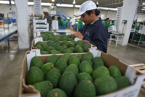 Pequeños productores peruanos de palta Hass inician exportación a Chile