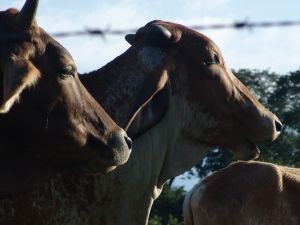Producción de carne en vara de ganado bovino regional disminuyó 14,6% en julio