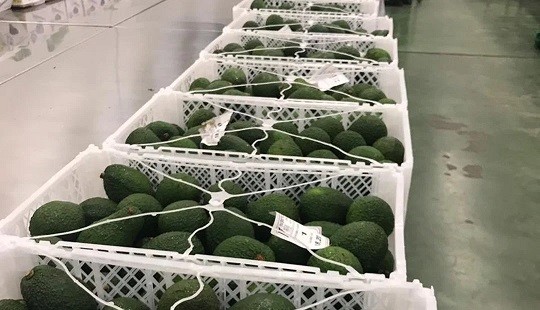 COLOMBIA ENVIÓ EL PRIMER CARGAMENTO CON 22,5 TONELADAS DE AGUACATE HASS A CHILE
