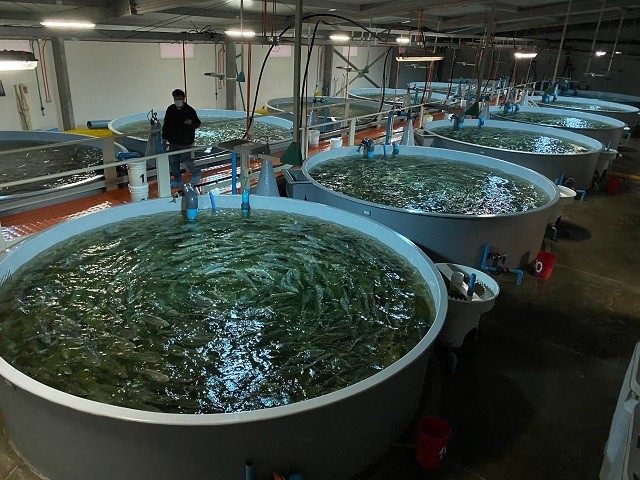 Producción de la “Seriola Lalandi” en Caldera se abre paso en la industria exportadora regional