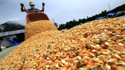 Chile importa 166.119 toneladas de maíz grano durante julio de 2022