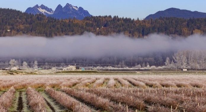 Canadá: Productores de arándanos cosechan el mayor volumen en años