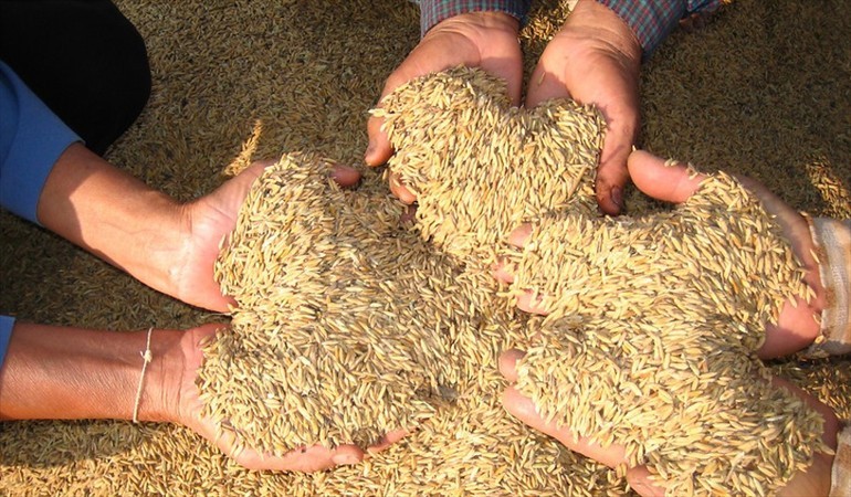 El consumo de arroz per cápita en Chile se sitúa entre 10 y 11 kilos al año