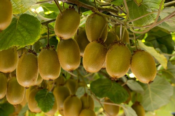 China: Se espera que la producción de kiwis de Zhouzhi supere las 500.000 toneladas