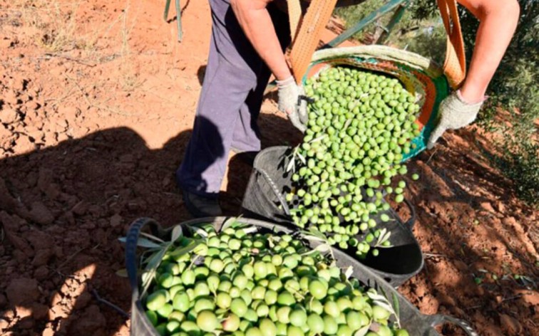 España: Los productores de aceituna de mesa acuerdan no vender por debajo de 1 €/kg y denunciarán todo contrato que no lo pague