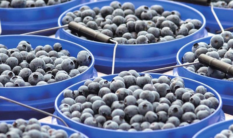 Chile, producción de arándanos se amplía con Fall Creek Farm