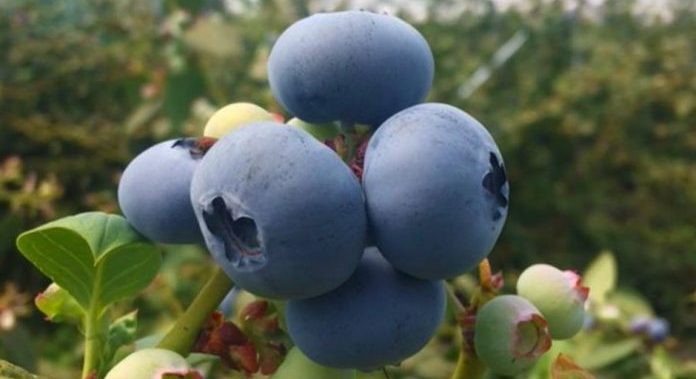 Altos costos de producción y problemas logísticos: los desafíos de la exportación de arándanos que ayudaron a posicionar a México y Marruecos en la industria