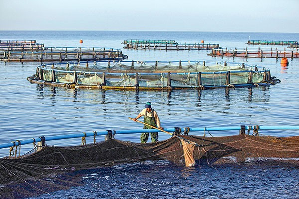 Nueva Ley de Pesca: Se inician los diálogos con los pescadores artesanales