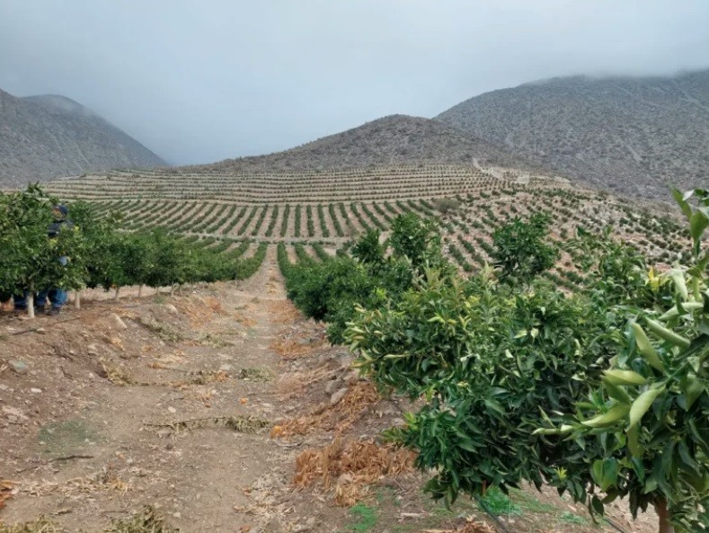 Corfo, Asoex y UCN desarrollan programa para fortalecer las competencias tecnológicas de más de cien Pymes agrícolas de Coquimbo