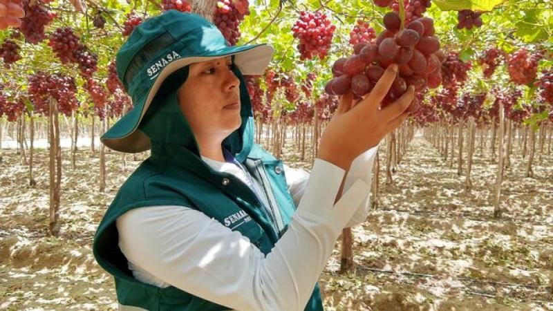 Perú - Senasa: se certificarán más de 23.000 hectáreas para la campaña de uva 2022-2023