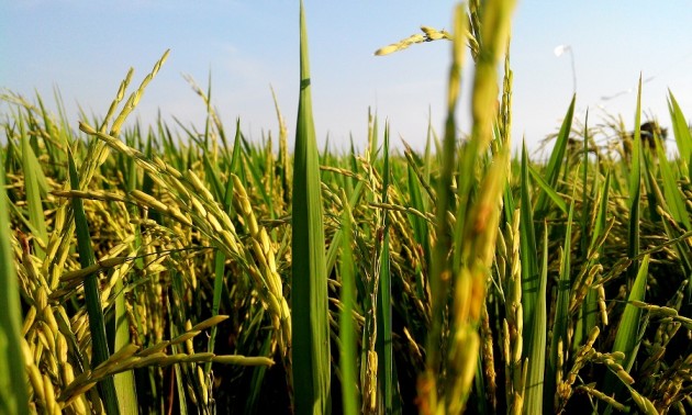 El arroz es uno de los cultivos que más agua consume: Innovación reduce 50% su requerimiento hídrico