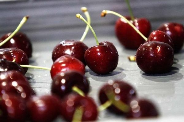 Exportadores de cerezas apuntan a logística e infraestructura