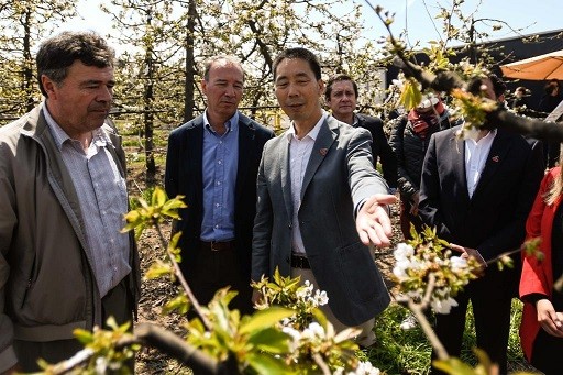 Chile arranca temporada de cerezas con celebración del florecimiento de su árbol