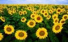 El USDA eleva la producción mundial de girasol, para 2022, en los 51,9 millones de toneladas