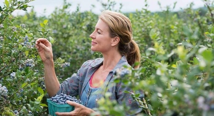 El proyecto de robótica apunta a un ‘cambio radical’ en la productividad de la cosecha de berries