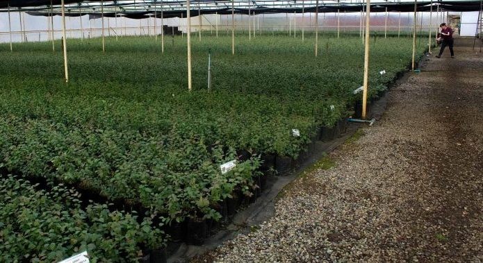 Family Farms importará vía terrestre 405.000 plantas de arándanos de Chile