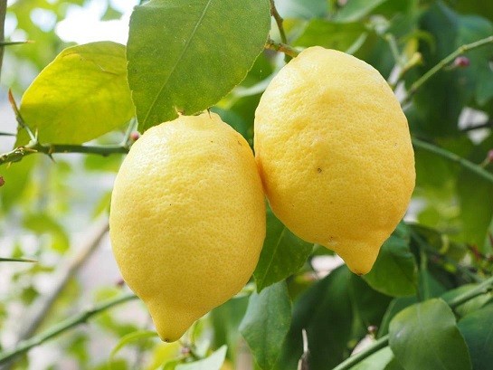 España se prepara para una cosecha más corta de limones y pomelos