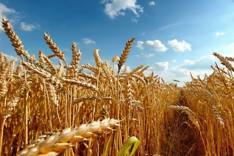 Perú: Producción nacional de trigo solo cubre el 9% de la demanda interna