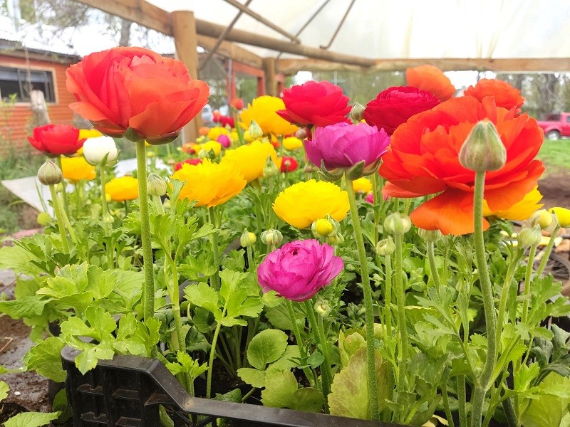 Este fin de semana es Expo Flores Vilcún 2022