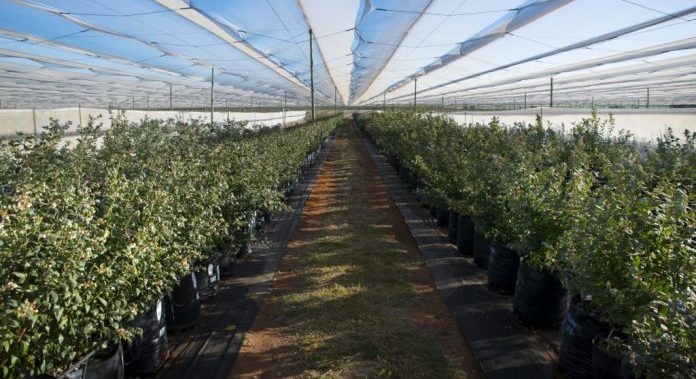 “No es divertido”: los agricultores sudafricanos hacen malabarismos con una ola de calor primaveral temprana y cortes de energía diarios