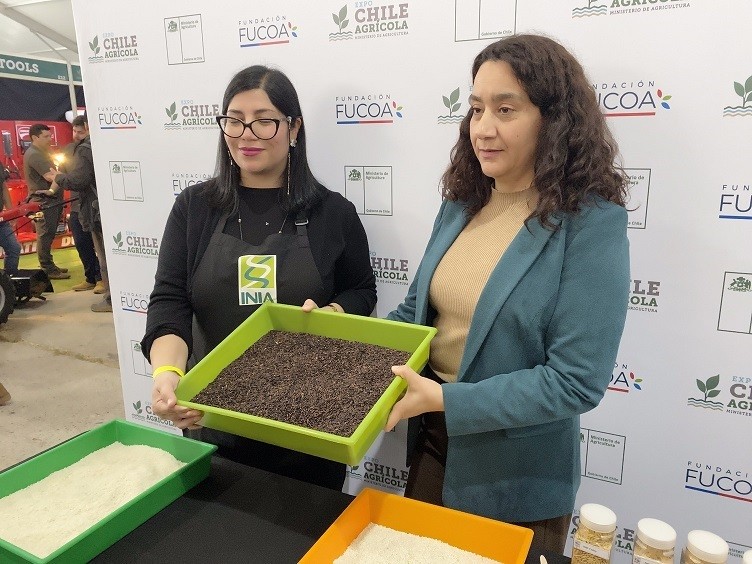 ÓNIX INIA: la primera variedad chilena de arroz negro