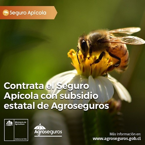Minagri llama a productores apícolas a contratar a tiempo el seguro con subsidio estatal de Agroseguros para proteger colmenas y abejas