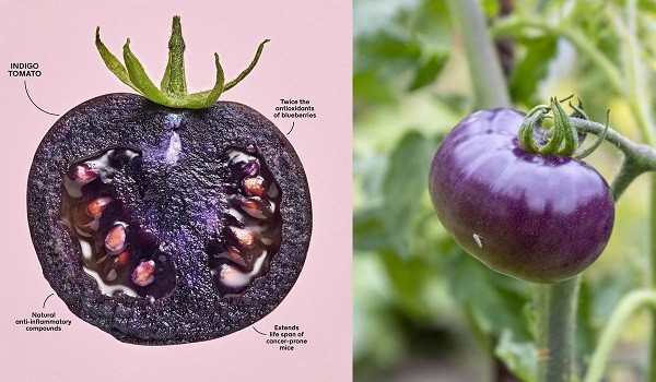 Estados Unidos da luz verde a un tomate morado MG con altos niveles de antioxidantes