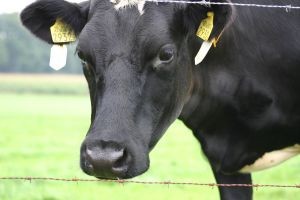 Novillo en Argentina bajó de los 4 dólares