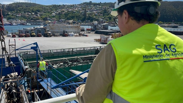 SAG Biobío certifica embarque de vaquillas en pie con destino China