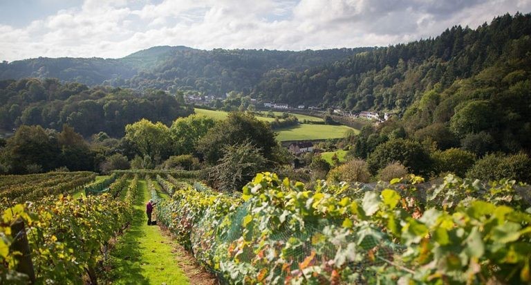 El vino británico gana cuerpo con el cambio climático