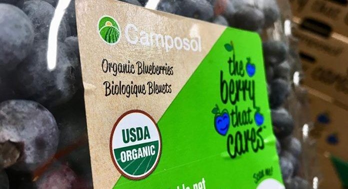 Camposol reporta aumento en el volumen de producción de arándanos peruanos