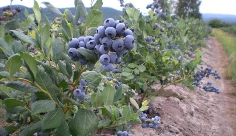Perú: Este año se certificarían alrededor de 20 mil hectáreas de arándanos para exportación, lo que significará un aumento de 21%