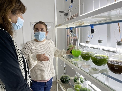 Uso de microalgas permitirá la primera plantación de arándanos en suelos áridos de Chile