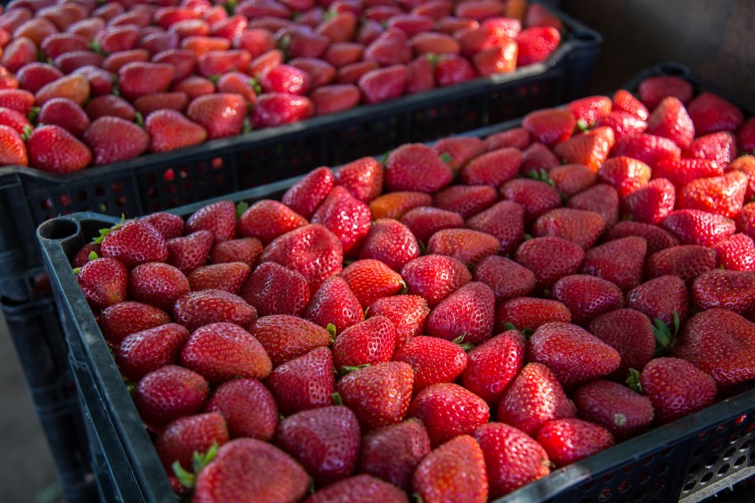Ministerio de Agricultura anuncia nuevas medidas para apoyar a productores de frutillas afectados por plaga
