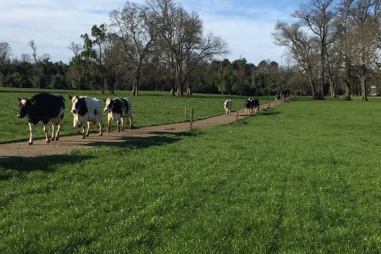 Pulso a la producción regional de leche cruda al mes de agosto