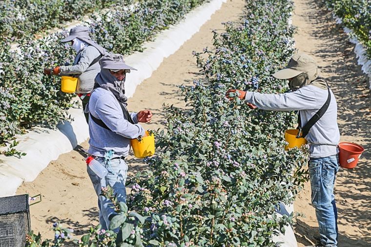 Perú: Sector agropecuario se expandió 3.5% en agosto