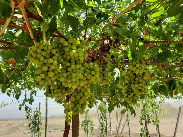 Perú: IFG investiga la plantación y el cultivo ilegales de variedades protegidas de uvas