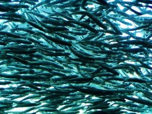 Comisión mixta del Congreso aprueba proyecto que sanciona escapes de peces y exige mayor transparencia a las salmoneras