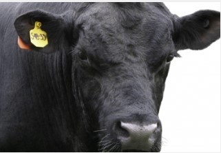 La mayoría de la carne en EE. UU. viene de esta raza bovina