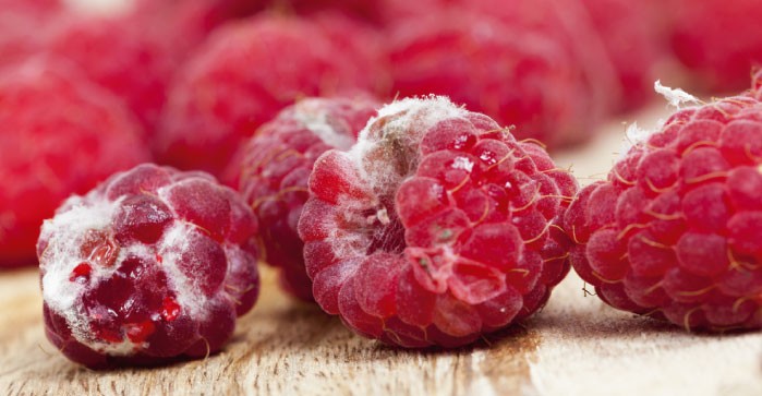 USDA/EE.UU: 6% CRECE STOCK DE FRUTAS CONGELADAS A SEPTIEMBRE