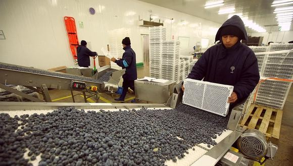Perú: Arándanos, uvas y paltas se consolidan como principales productos de exportación a Reino Unido