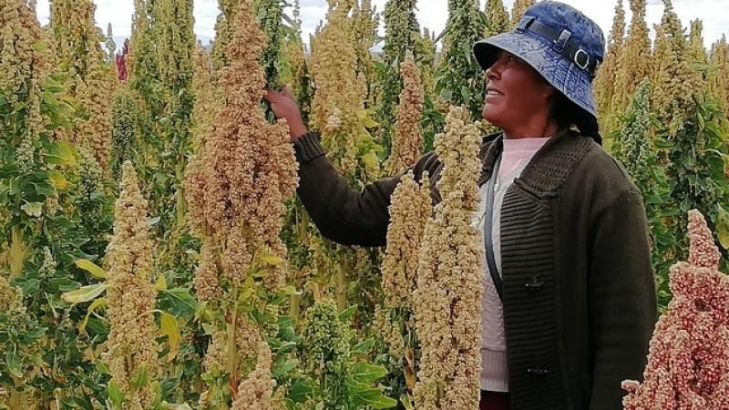 Perú: Envíos de quinua caen -9.88% en valor y -1.56% en volumen entre enero y septiembre del 2022