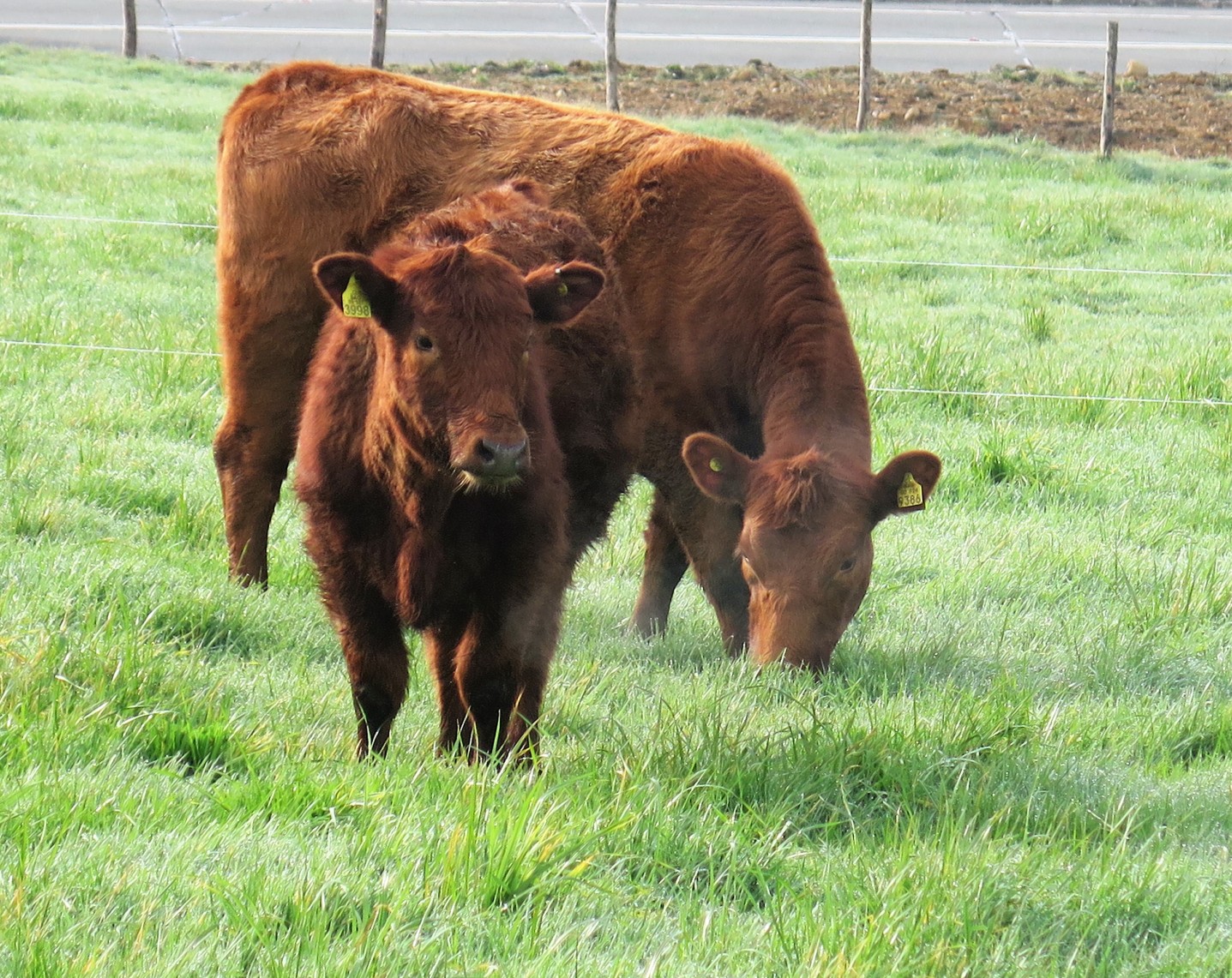 La producción de carne en vara de ganado bovino disminuyó 5,6% interanualmente en el trimestre julio-septiembre de 2022