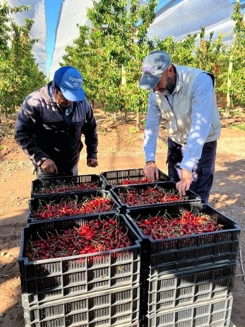 Comenzó la cosecha de cerezas en Mendoza con buenas expectativas de rendimiento