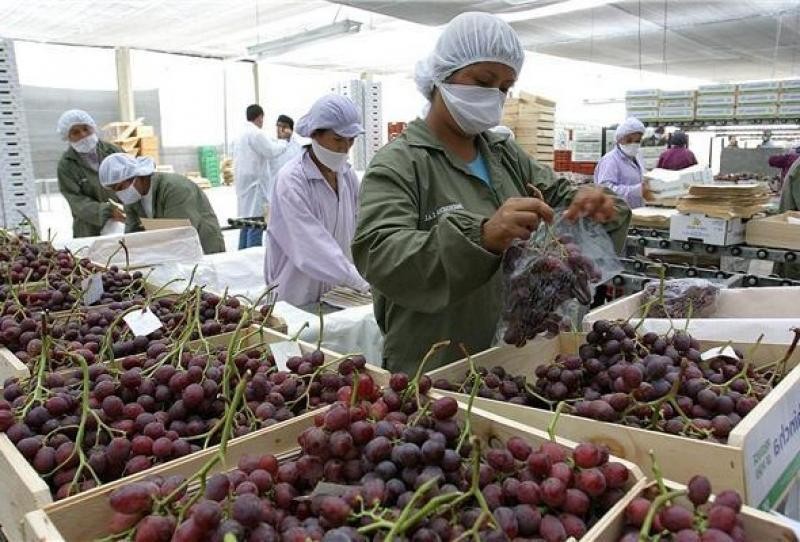 Perú: Campaña de uva de mesa 2022/2023 arranca con el pie derecho