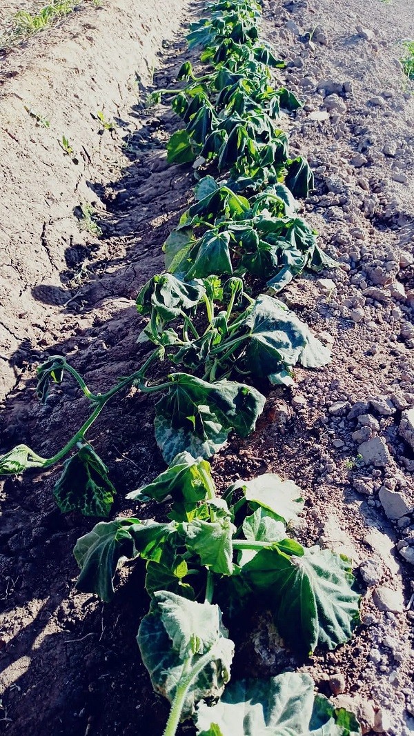Las heladas jaquean a la producción de frutas: en Mendoza señalan que es la mayor crisis climática en 30 años